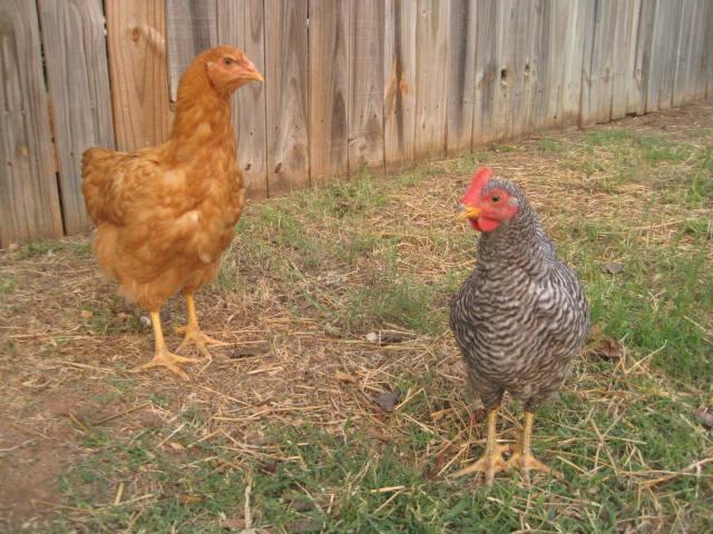 49372_rsl_pullet_and_br_cockrell.jpg