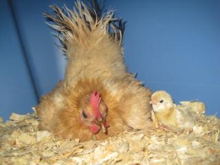 49372_serama_and_baby_01.jpg