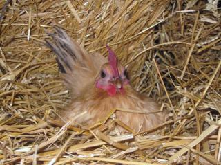 49372_serama_hen_on_eggs_oct_22_2011.jpg