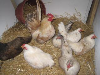 49372_seramas_03_12-13-11.jpg