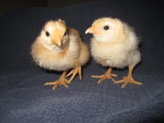 49372_sil-go_babies.jpg
