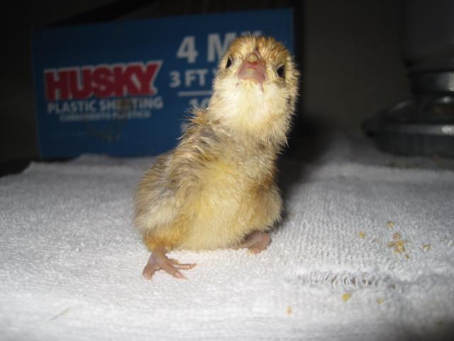 49372_spraddle_leg_chick.jpg