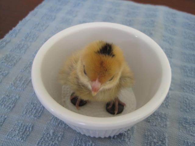 49372_spraddle_legged_chick_in_cup.jpg
