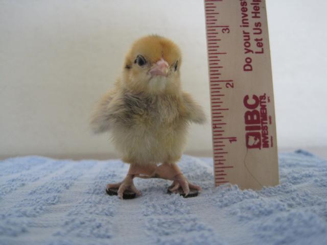 49372_spraddle_legged_chick_with_pads.jpg