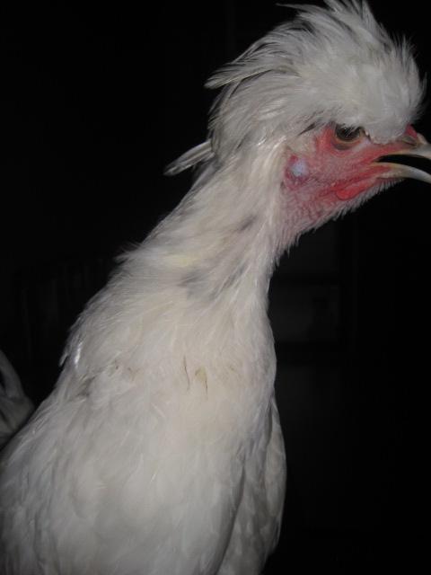49372_white_polish__side_view.jpg