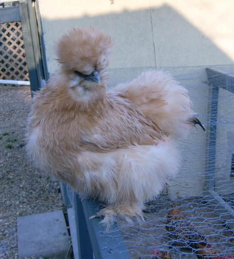 49373_silkies042.jpg