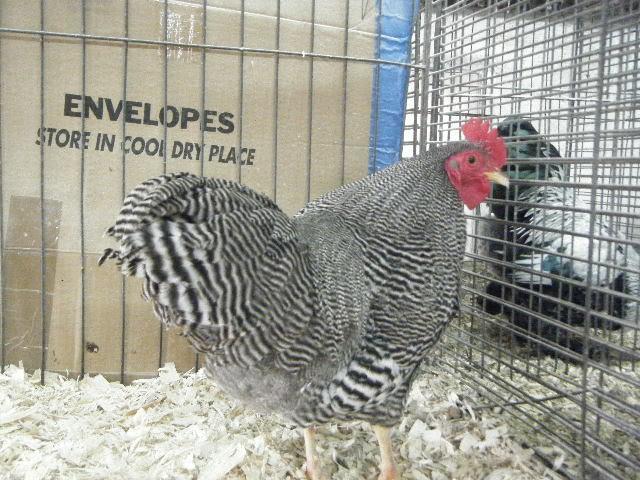 49417_barred_rooster.jpg