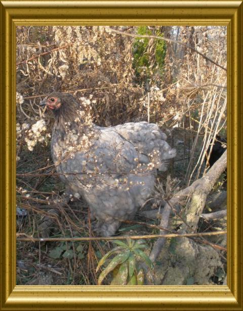 49424_bluecochinhen1.jpg