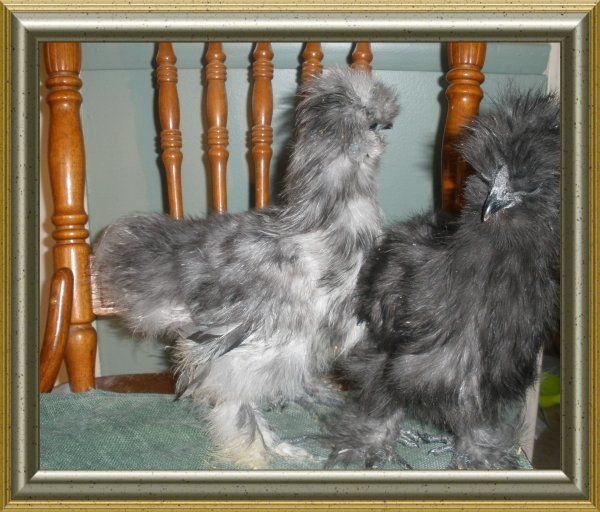 49424_silkies2.jpg