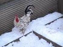 49442_pic_0056.jpg