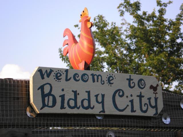 49445_biddycity.jpg