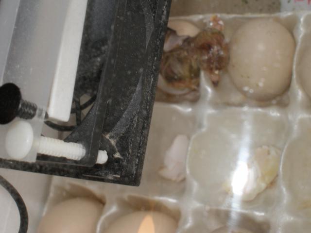 49466_p4220036.jpg