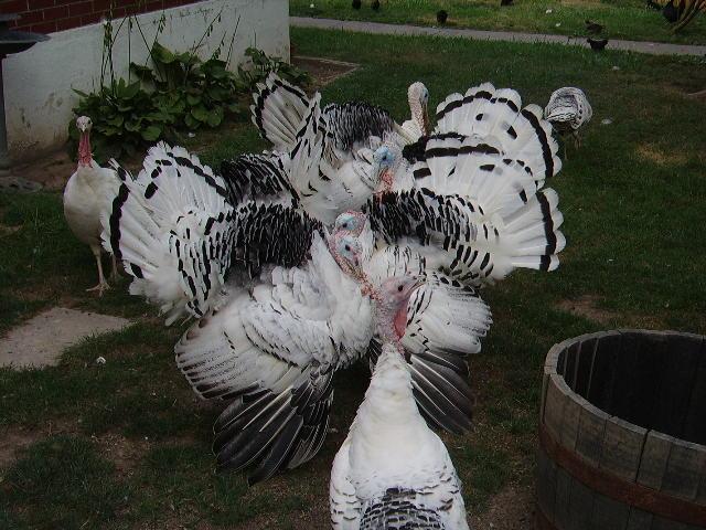 49477_animals_005.jpg