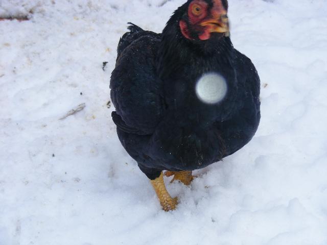 49478_dar_cornish_bantam.jpg
