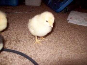49482_orpie_baby.jpg