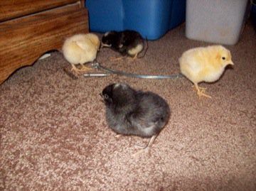 49482_the_gang_2.jpg