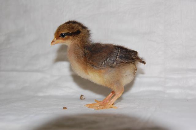49484_brown_leghorn.jpg