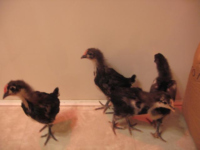 49496_2010_mar_22_chicks.jpg