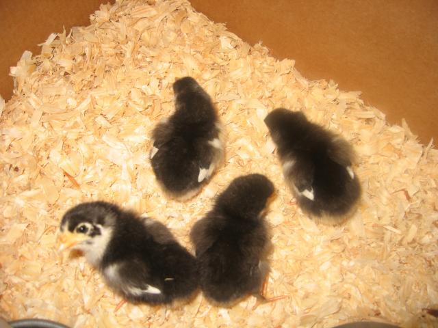 49496_2010_mar_chicks_week_1.jpg