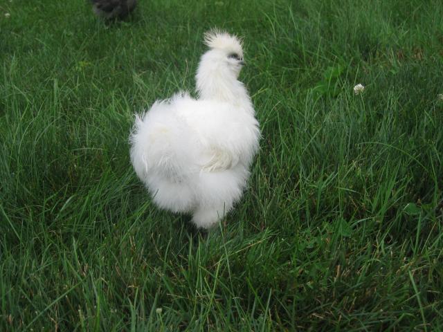 49496_july_2010_duke_the_white_silkie.jpg