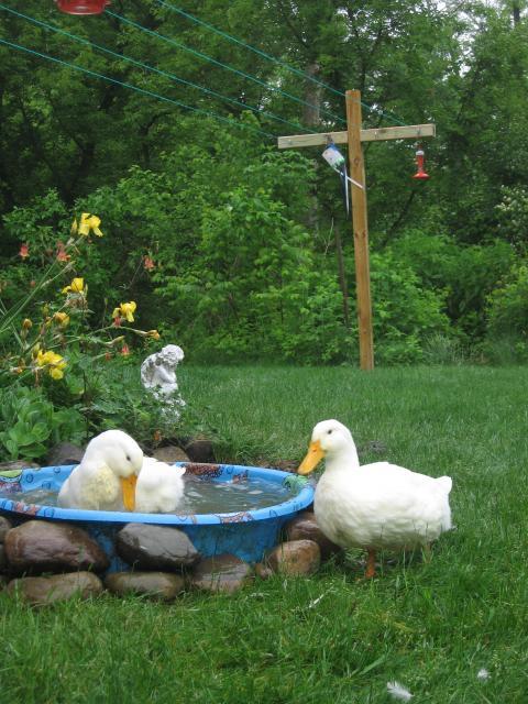 49496_quacker_and_jax_may_21.jpg
