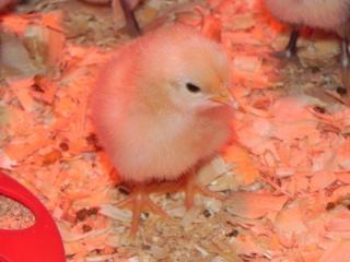49503_chick1.jpg