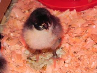 49503_chick2.jpg
