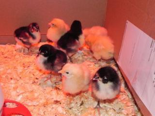 49503_chick3.jpg