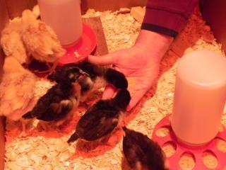49503_chicks.jpg