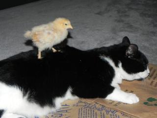 49503_felix-chick.jpg