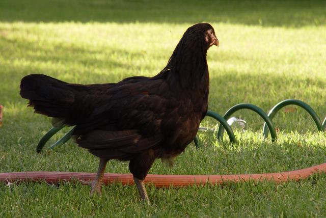 49572_10_weeks_black_chick_from_white_egg.jpg