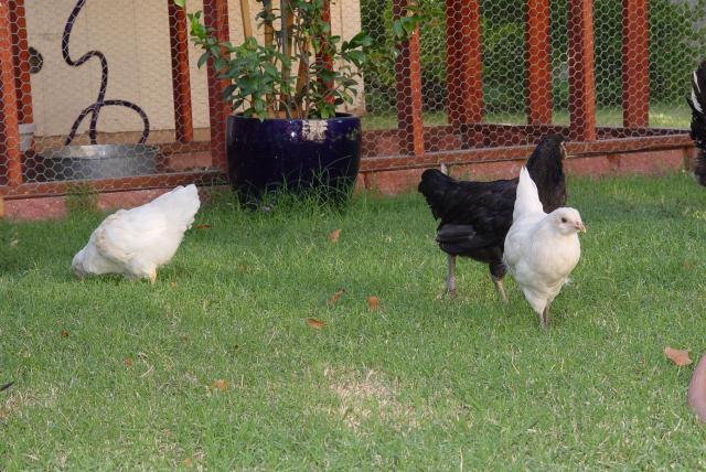 49572_chicks_10_weeks_group.jpg