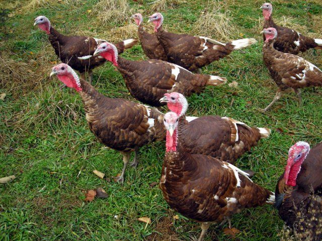 4957_2008_thanksgiving_turkeys.jpg