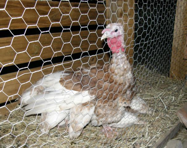 4957_2009_turk_hen_with_large_babies.jpg