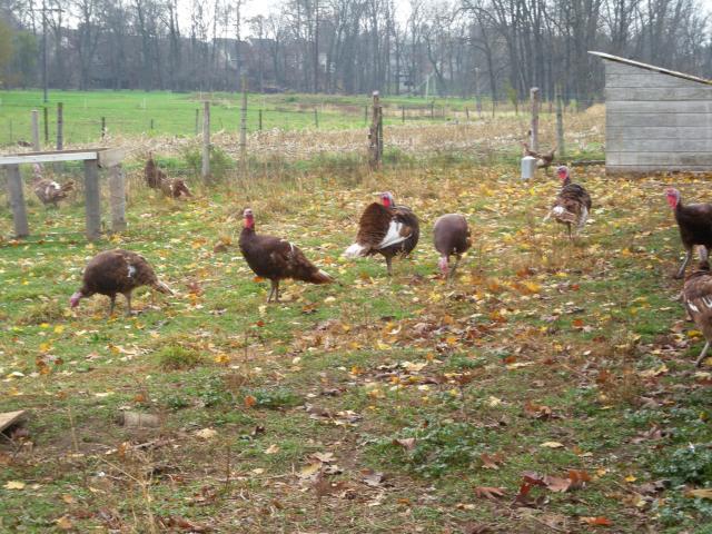 4957_2009_turkeys_on_pasture.jpg