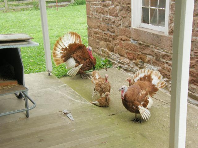 4957_2009august_turkeys2-struttin3.jpg