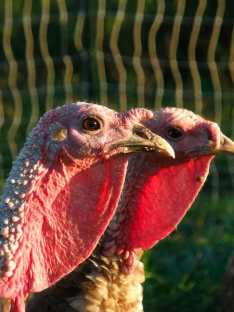 4957_turkey_beak.jpg