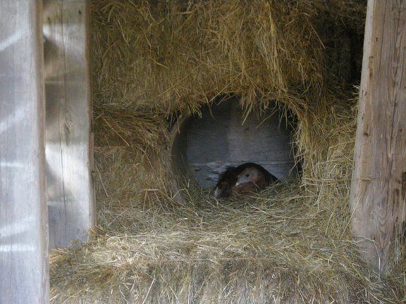 4957_turkey_nest_in_corn_crib.jpg