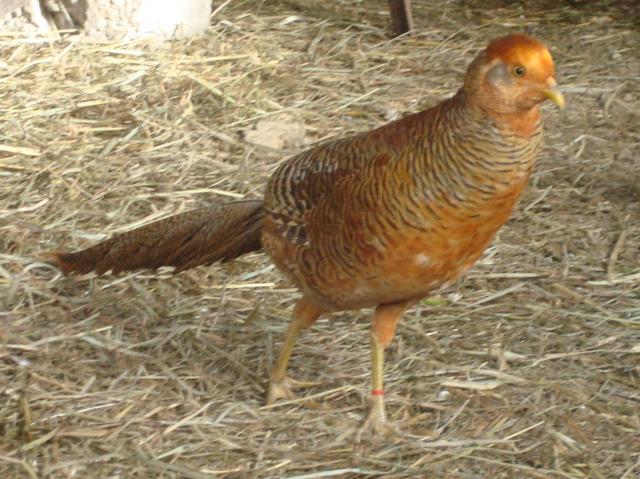 4957_young_red_golden_pheasant.jpg
