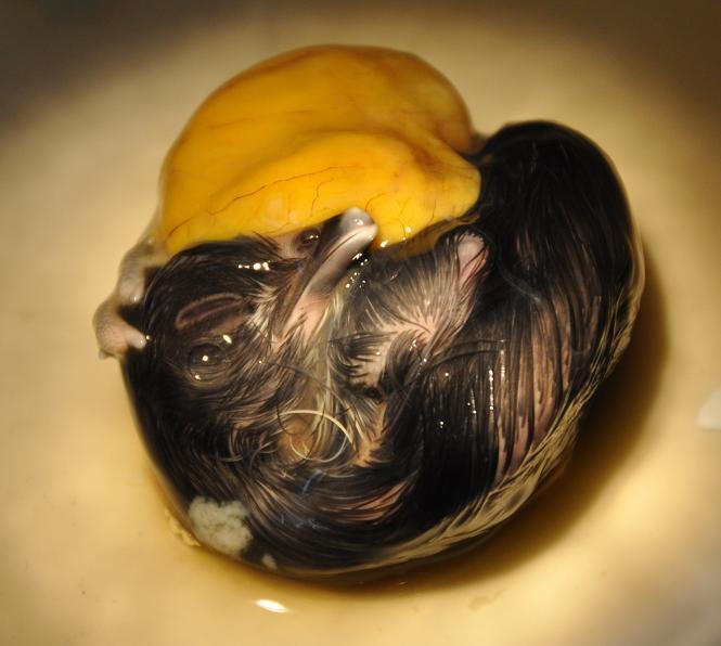 49600_first_hatch_day22_bad1_s.jpg