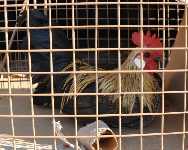 49600_rooster_bantam_brahma.jpg