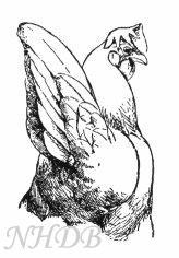 49606_crooked_tail_carried.jpg