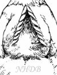 49606_good_inplanted_tailfeathers_1kopie.jpg