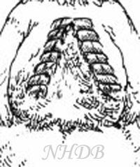 49606_wrong_inplanted_tailfeathers1kopie.jpg