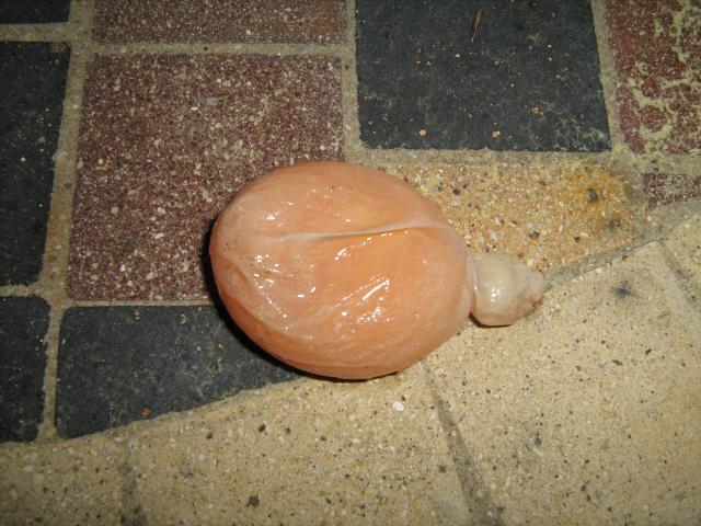 49625_wierdy_egg.jpg