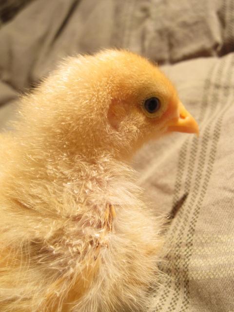 49636_daisy.jpg