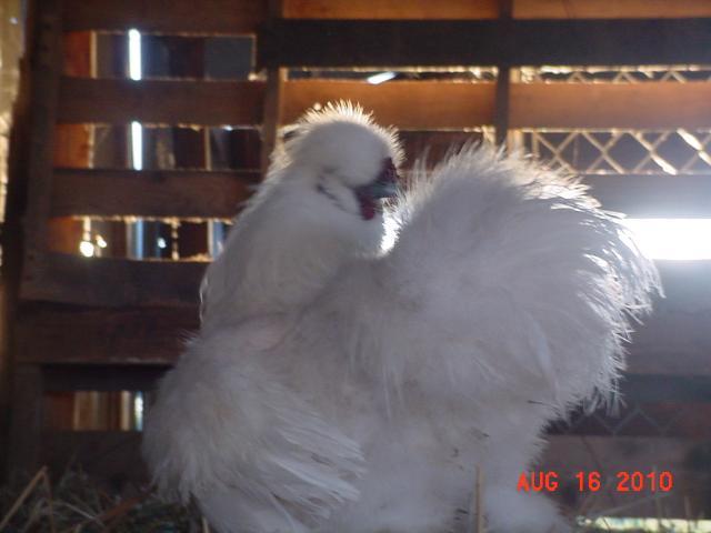49637_008.jpg