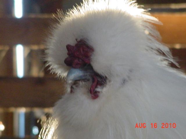 49637_silky_5.jpg