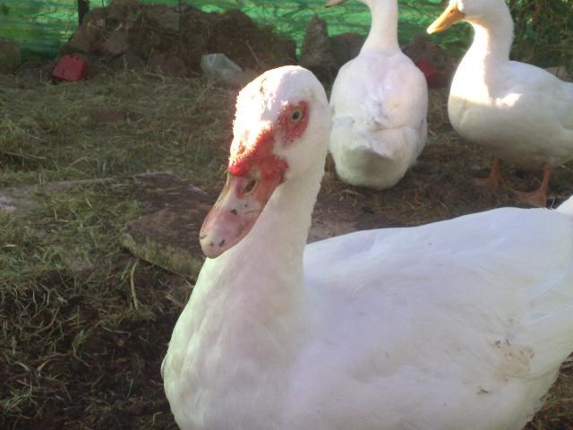 49640_13042010527.jpg