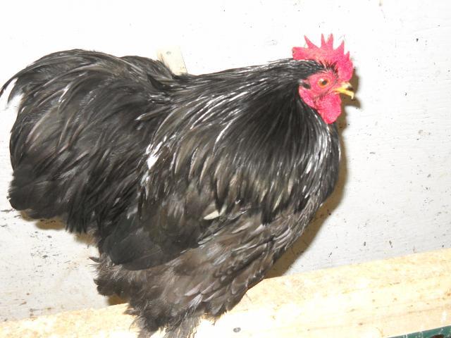 49643_126.jpg